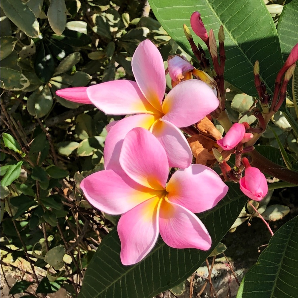 Meet your Posher, Colleen